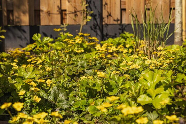 Foto 47 - Damhertstraat 14, Rucphen