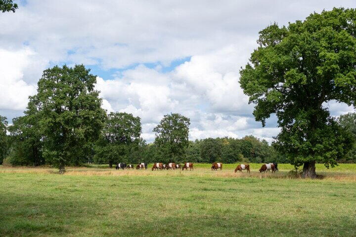 Foto 80 – Elzepad 6, Boerakker