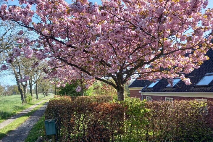 Foto 82 – Elzepad 6, Boerakker