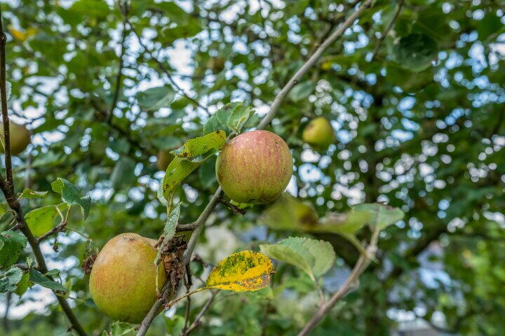 Foto 46 - J.P. Santeeweg 116, Nietap