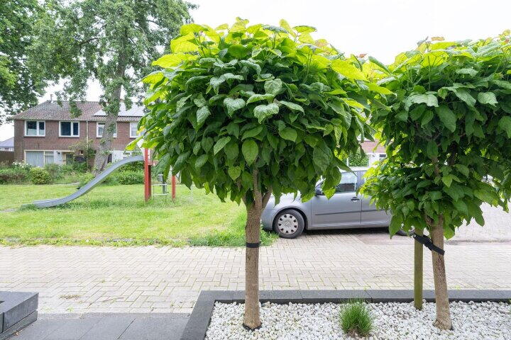 Foto 48 – Manger Catsperk 25, Drachten
