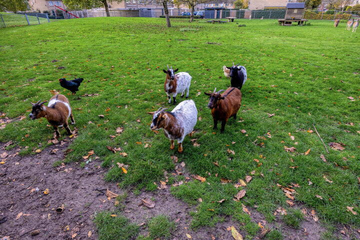 Foto 30 - Merelstraat 8, Wijchen