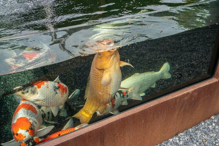 Foto 79 - Mgr Aertsstraat 42, Swolgen