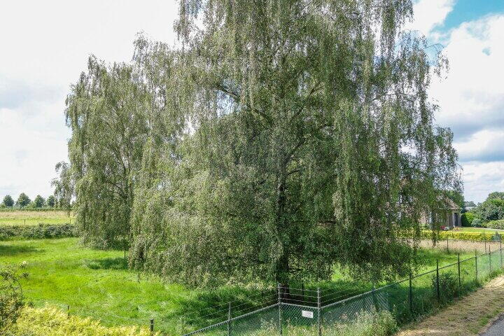 Foto 42 - Osterbos 3, Swolgen