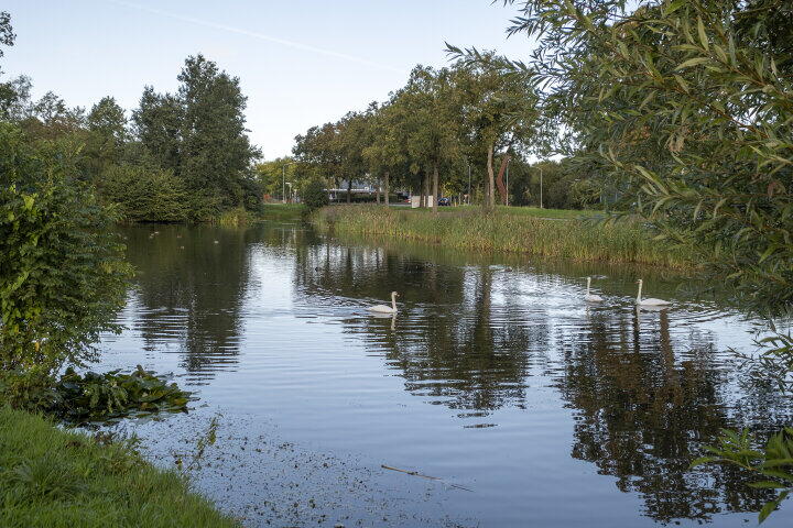 Foto 53 – Pinksterbloem 14, Beilen