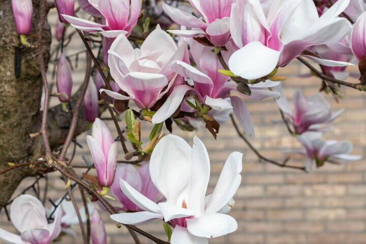 Foto 10 - Rietdekkersdreef 306, Apeldoorn