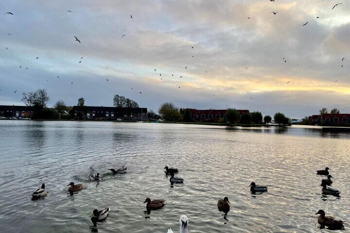 Foto 2 - Ringdijk 84, Lelystad