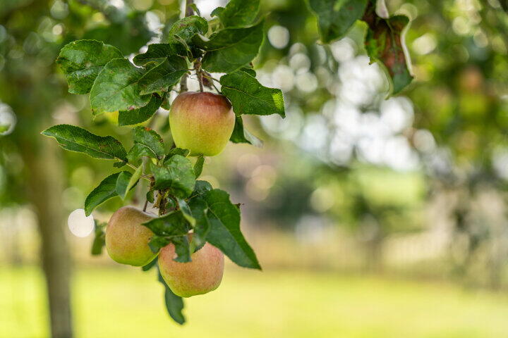 Foto 57 - Rue de beusdael 23, Sippenaeken