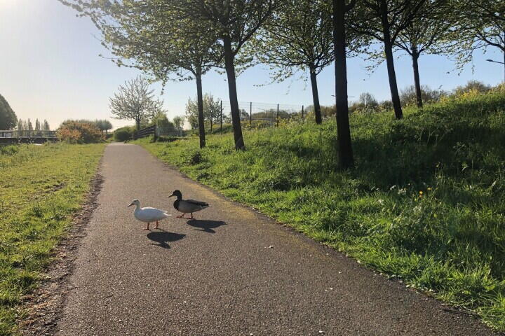 Foto 53 - Ruisvoornvijver 18, Den Haag