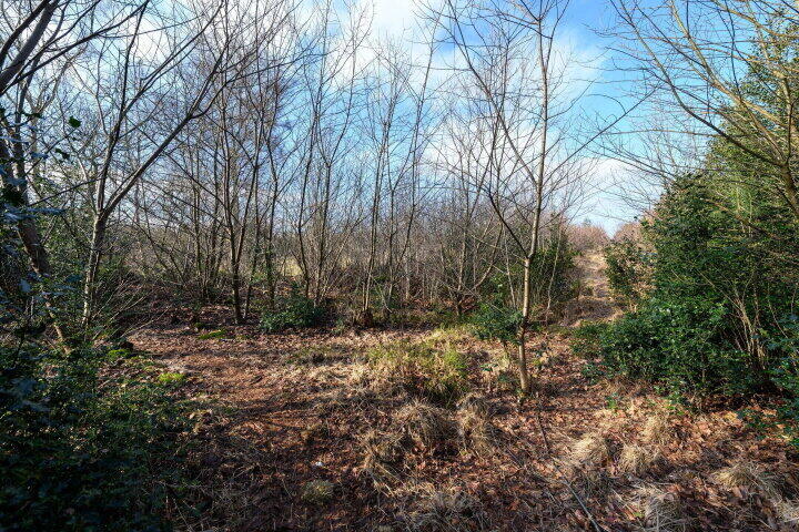 Foto 77 - Schoterlandseweg 29, Katlijk